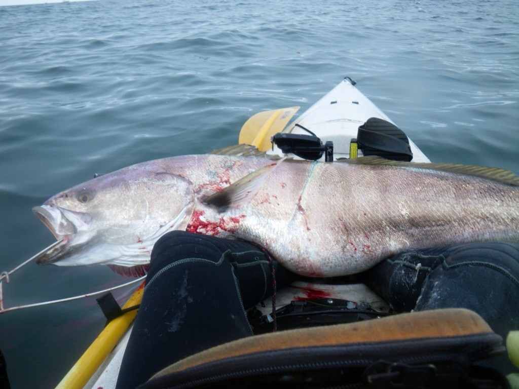 Kayak fishing five tips to keep your catch fresh - The Lost Anchovy