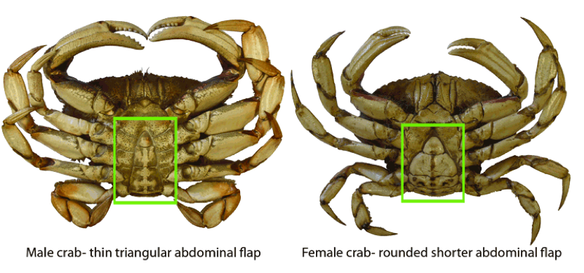 Crab Sex Identification