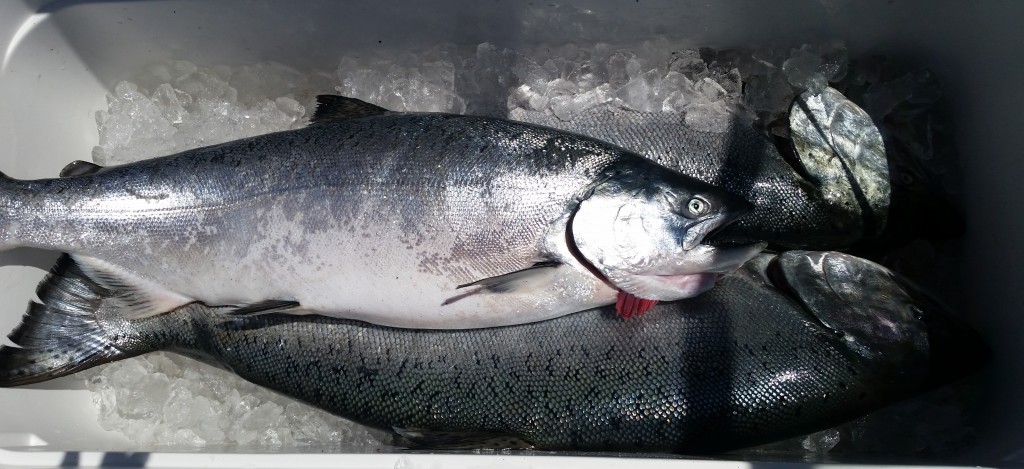 Chinook Salmon 