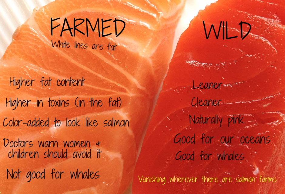 farmed-vs-wild-salmon-do-you-know-the-difference-the-lost-anchovy