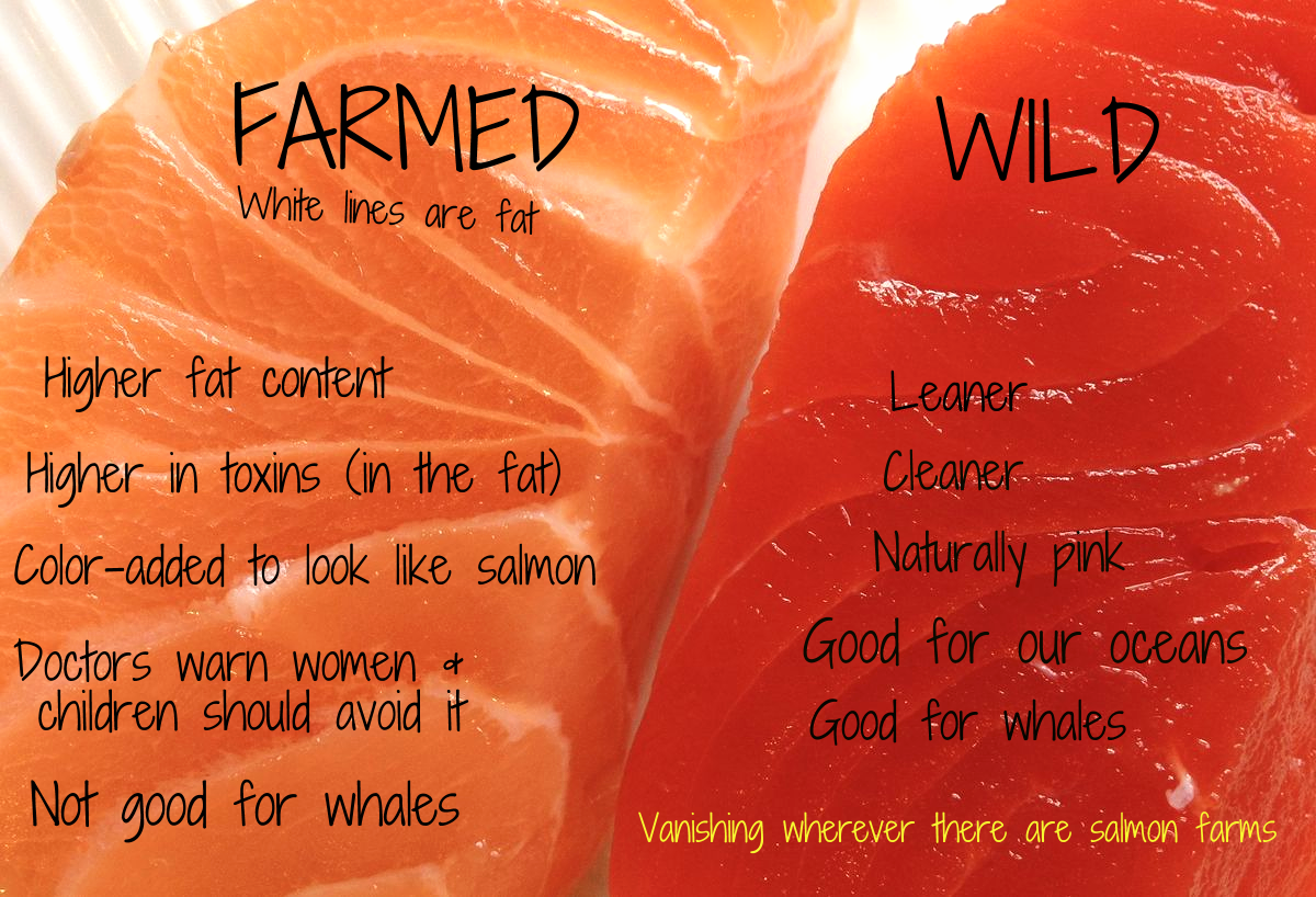 Farmed vs Wild Salmon do you know the difference? The Lost Anchovy