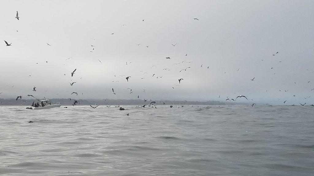 Diving_Birds attacking bait