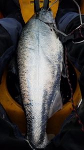 Bolinas King Salmon