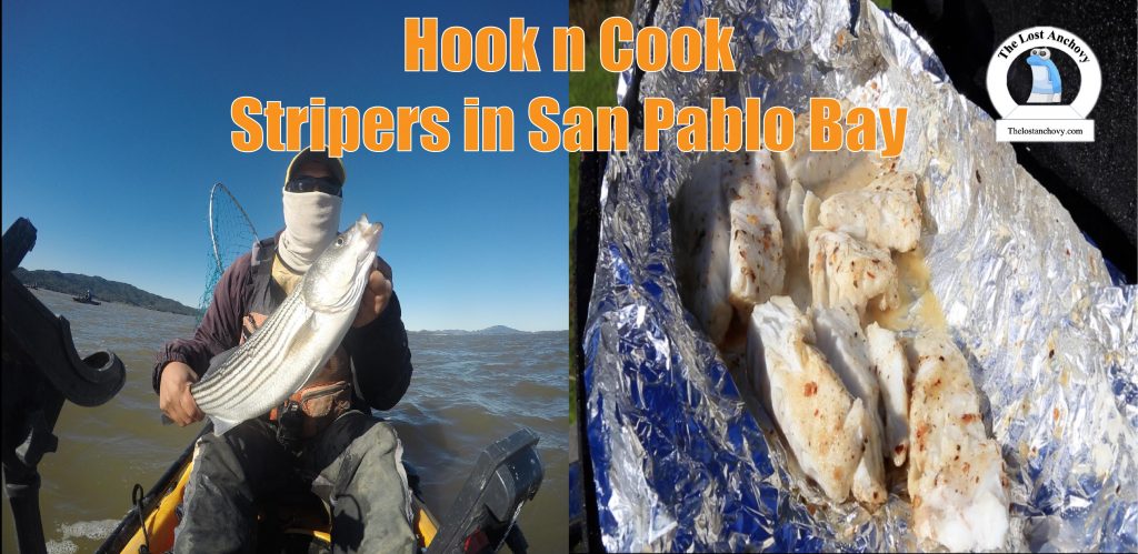 San Pablo Bay Striper