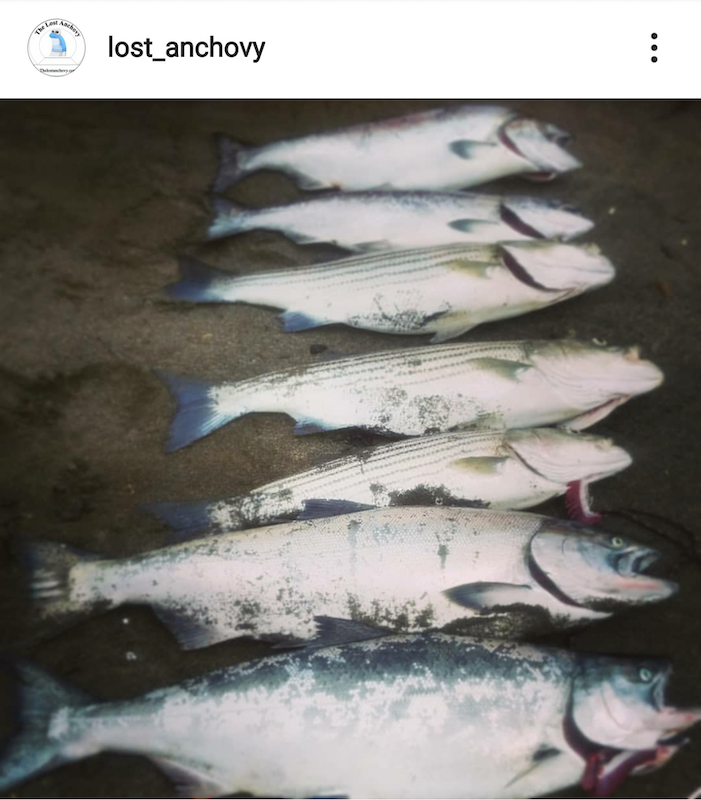 striped bass & salmon limits