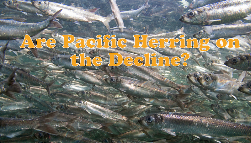 Pacific-Herring