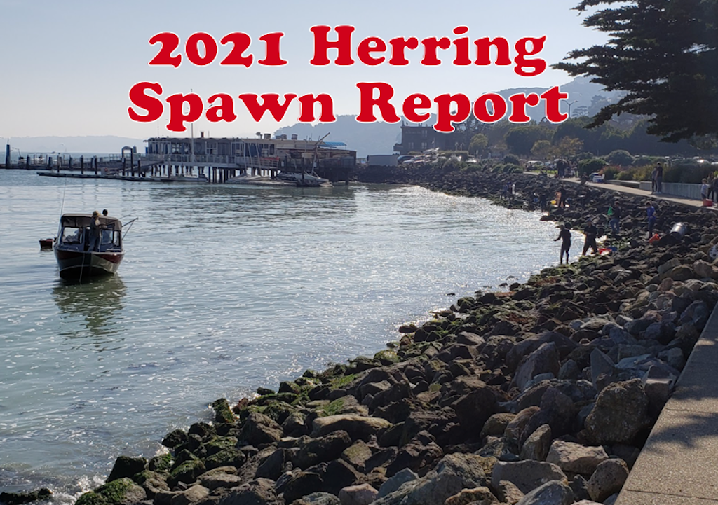 2021 Herring Spawn Report
