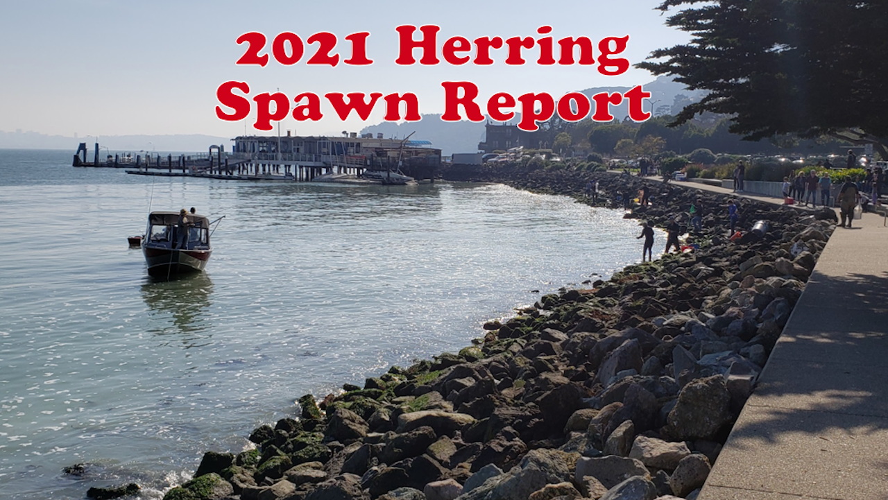 Premium Photo  Sea lions sunning on barge at pier 39 san francisco