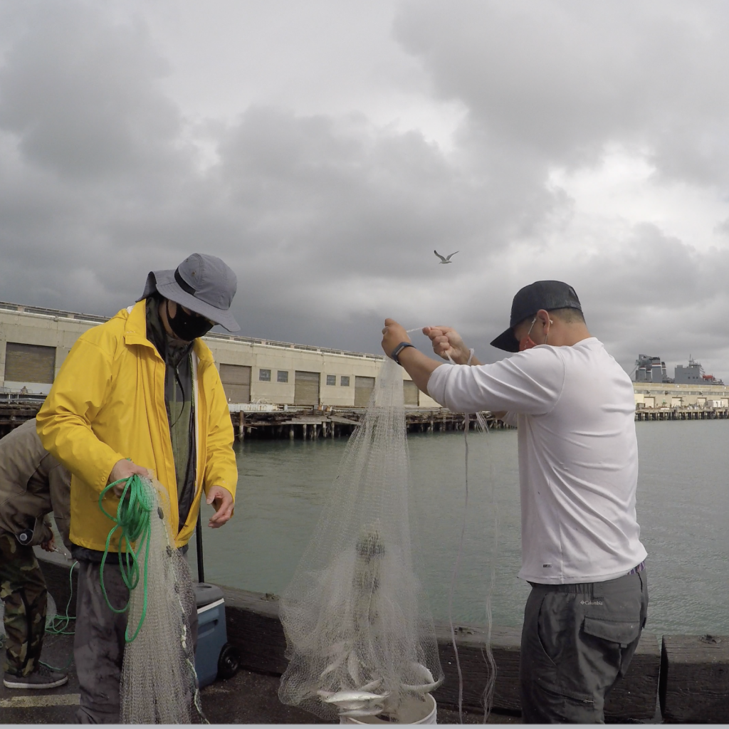 San Francisco Bay Herring Spawn The Last great urban fishery The