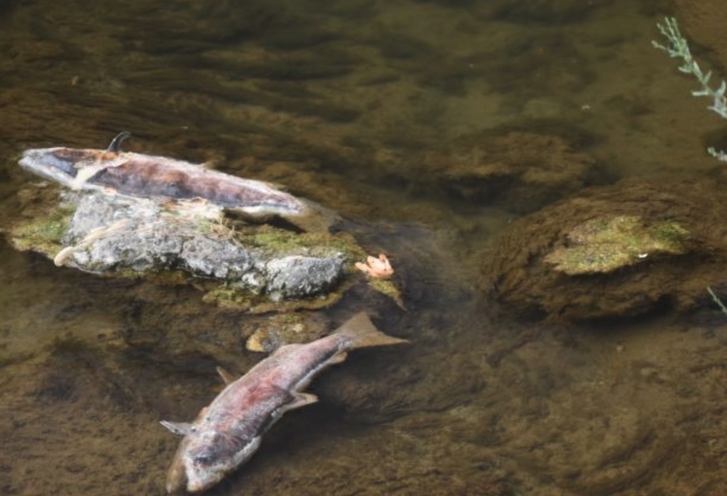 Salmon Dying Butte Creek