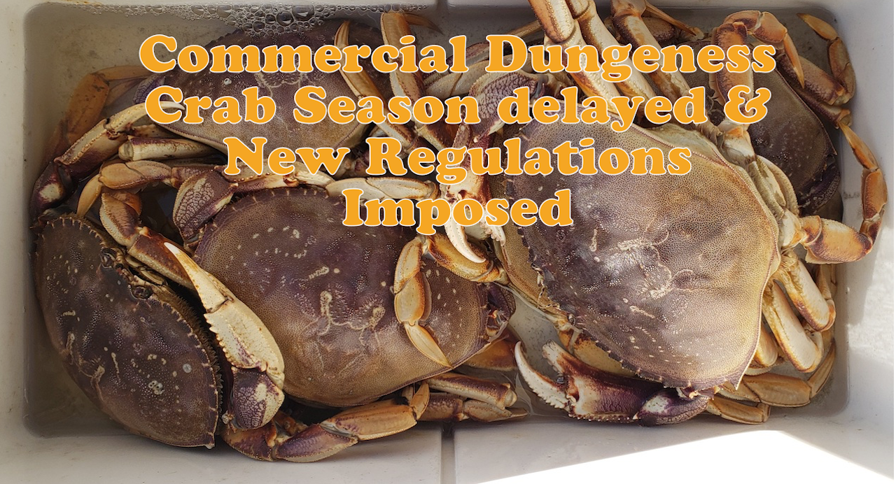 Commercial Dungeness Crab Season 2024 Janot Loralee