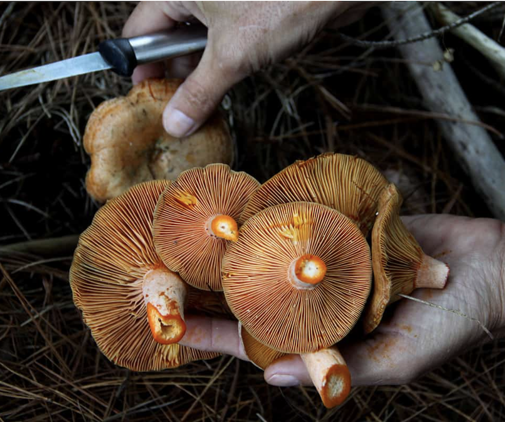 Wild Mushroom Foraging 