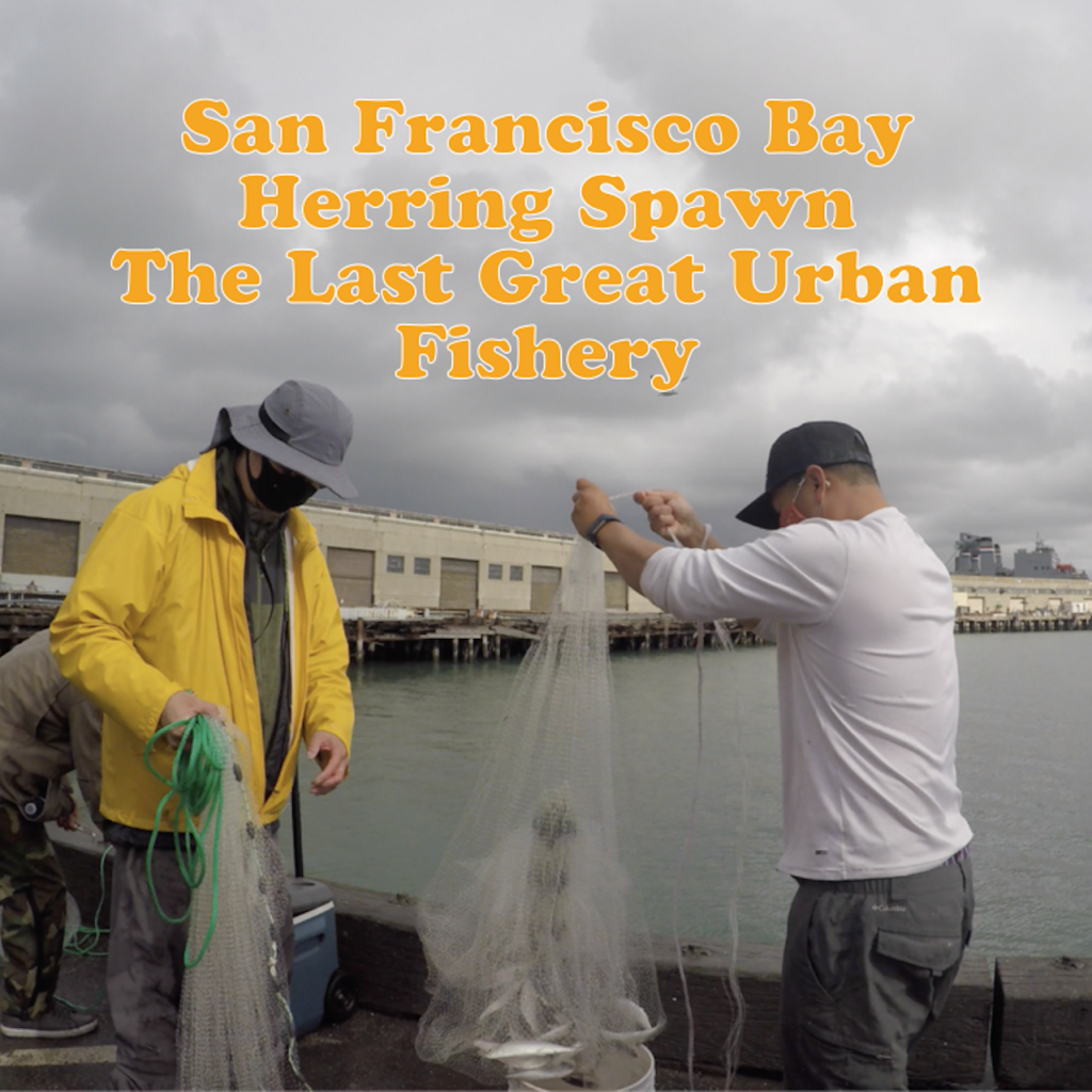 Herring Spawn Last great urban fishery