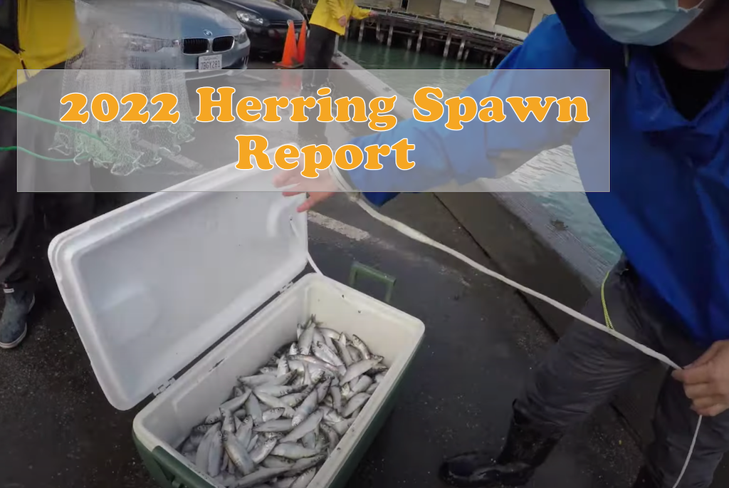 2022 Herring Spawn Report - The Lost Anchovy