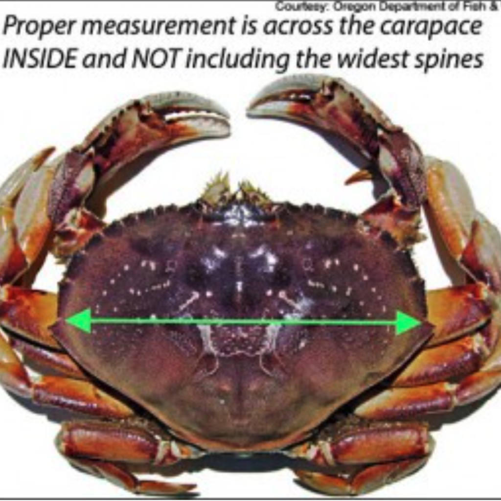 Properly Measuring Crabs