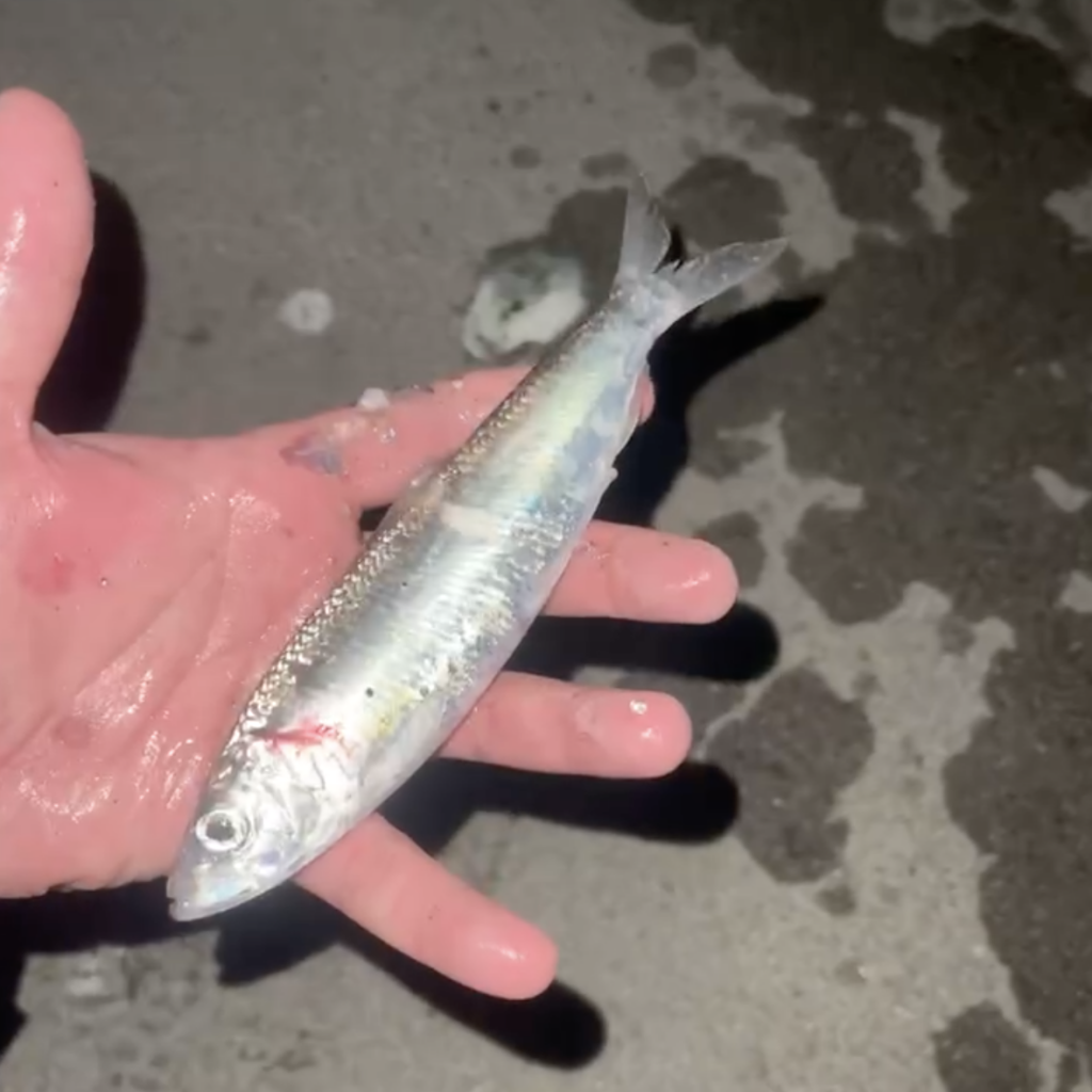 First Herring in the San Francisco Bay