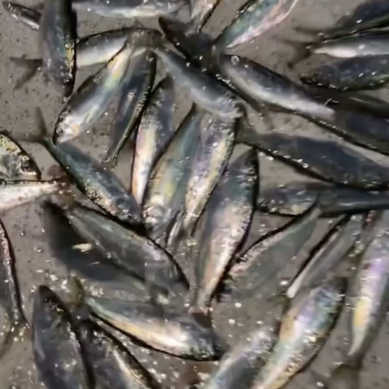 2023 Herring Spawn Report - The Lost Anchovy