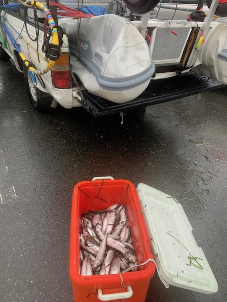 This happened two separate times today. Jacksmelts getting their heads  stuck in sturgeon rigs. Is this common? : r/Fishing