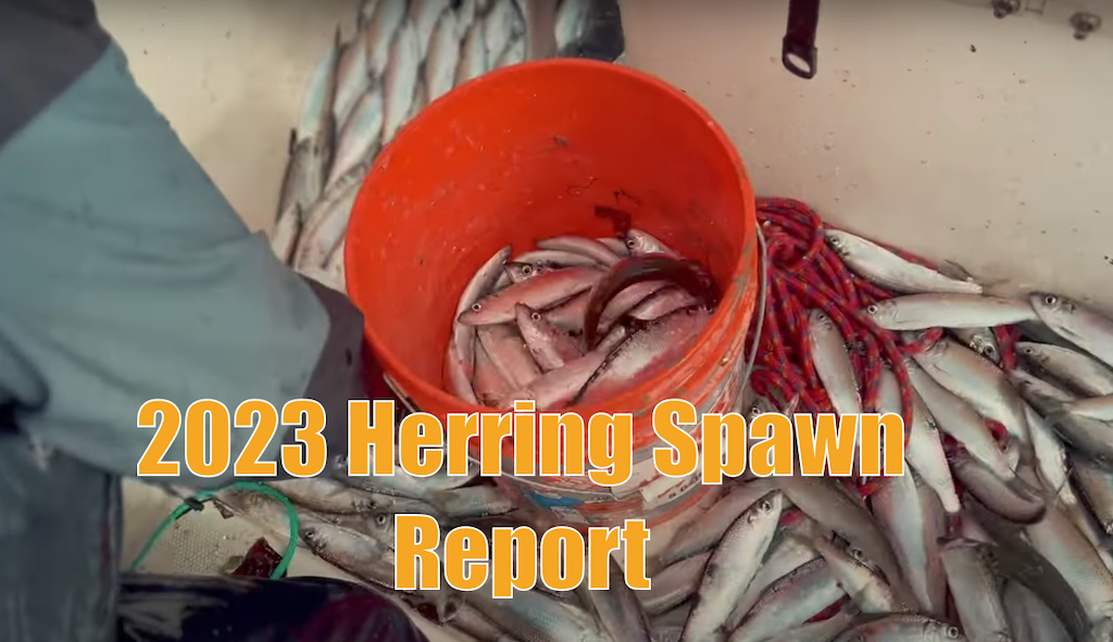 2023 Herring Spawn Report - The Lost Anchovy