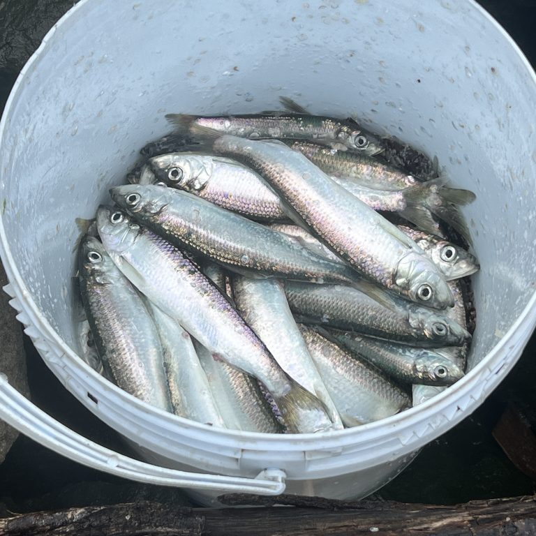 2023 Herring Spawn Report - The Lost Anchovy