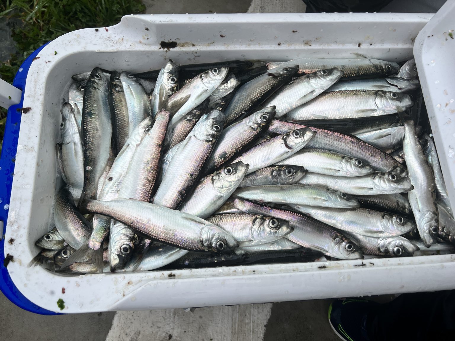 2023 Herring Spawn Report The Lost Anchovy   IMG 7494 1536x1152 