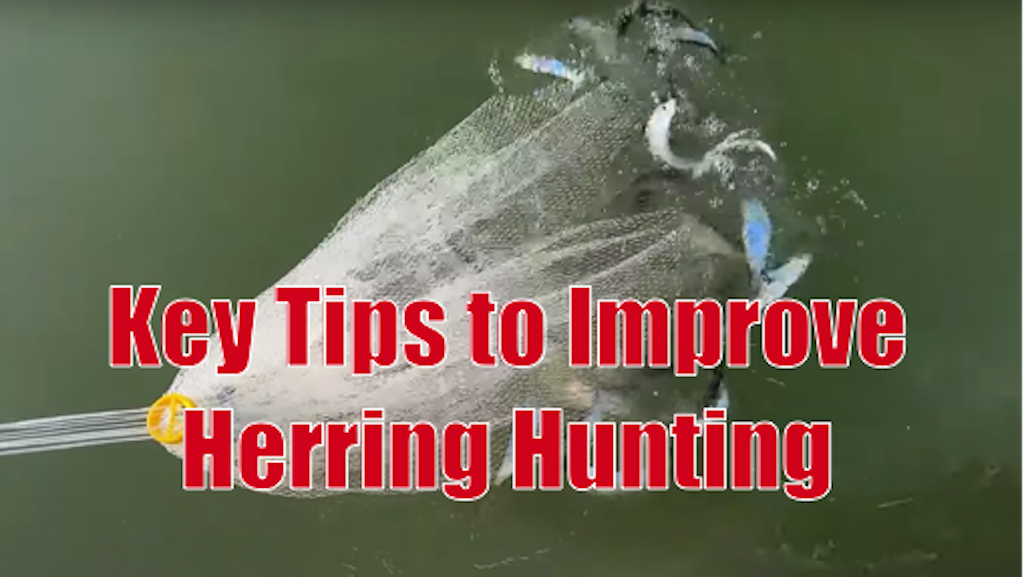 Herring Hunting Tips