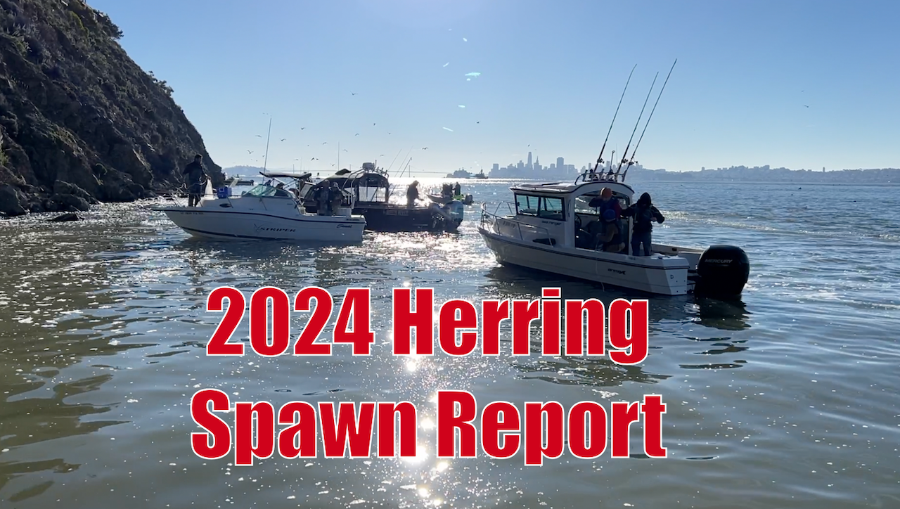 2024 Herring Spawn Report - The Lost Anchovy