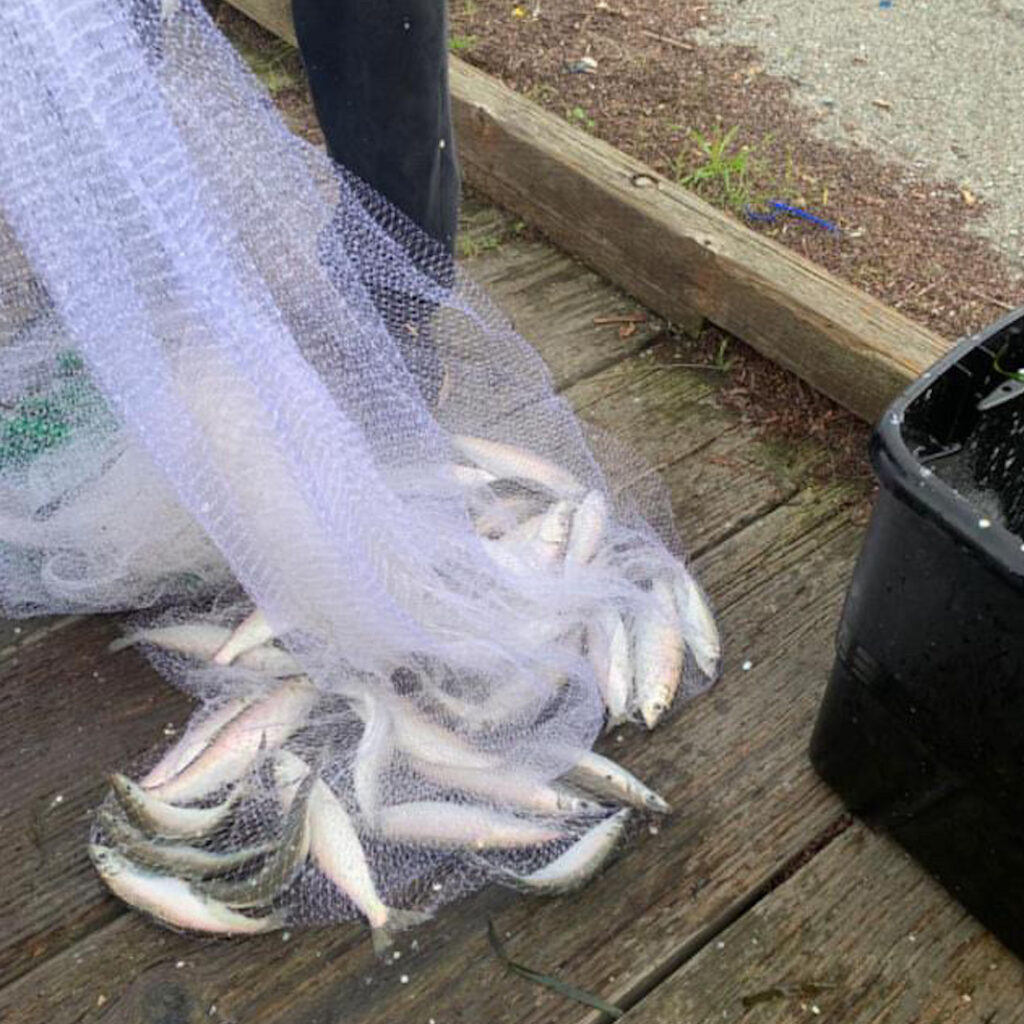 2024 Herring Spawn Report - The Lost Anchovy