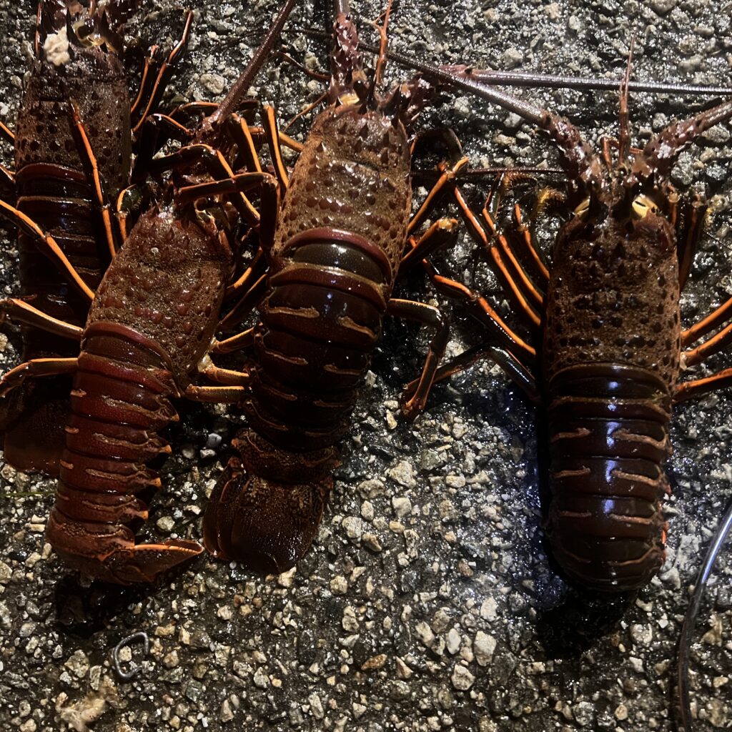 Redando Beach Spiny Lobster