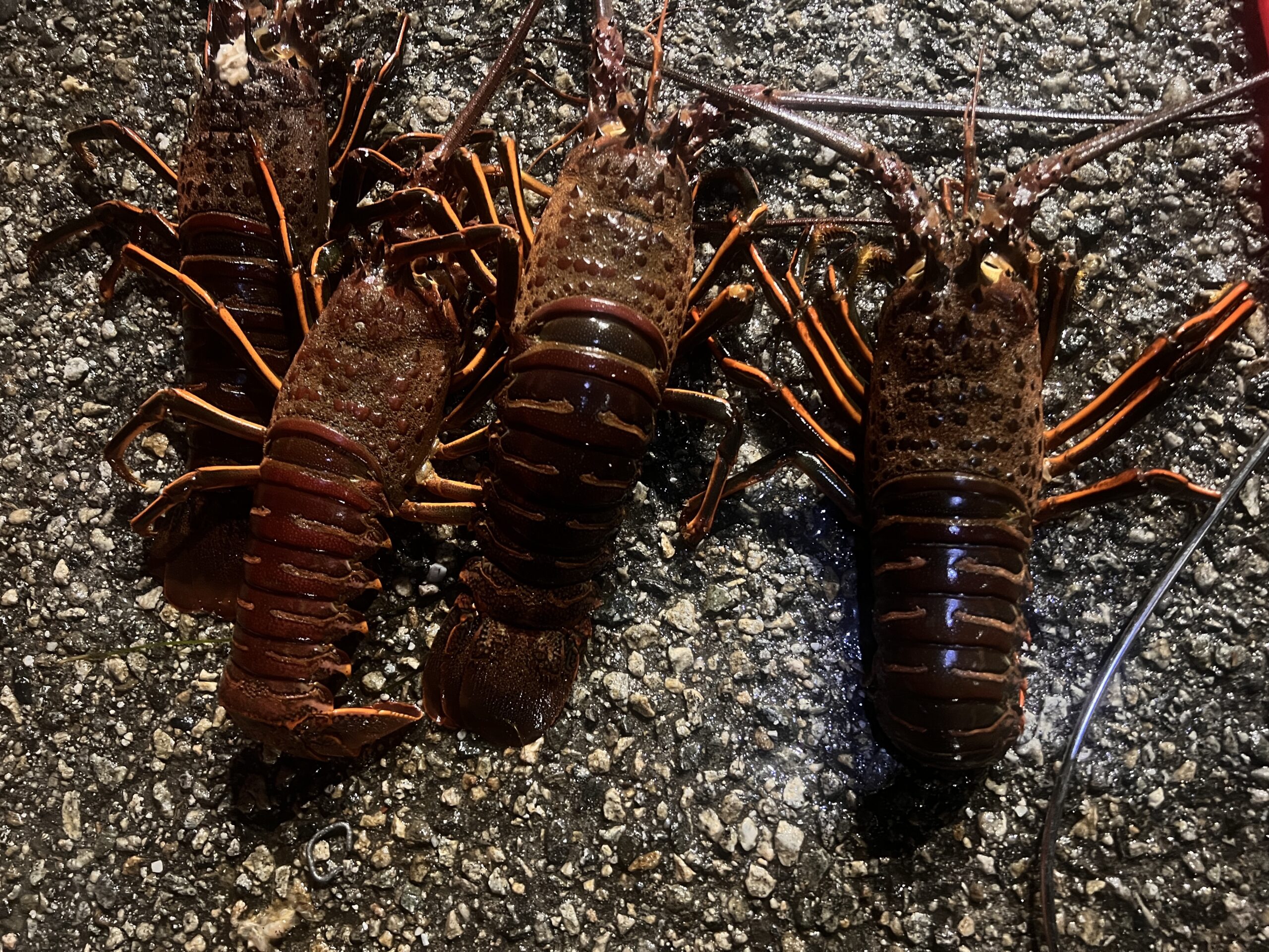 Redando Beach Spiny Lobster