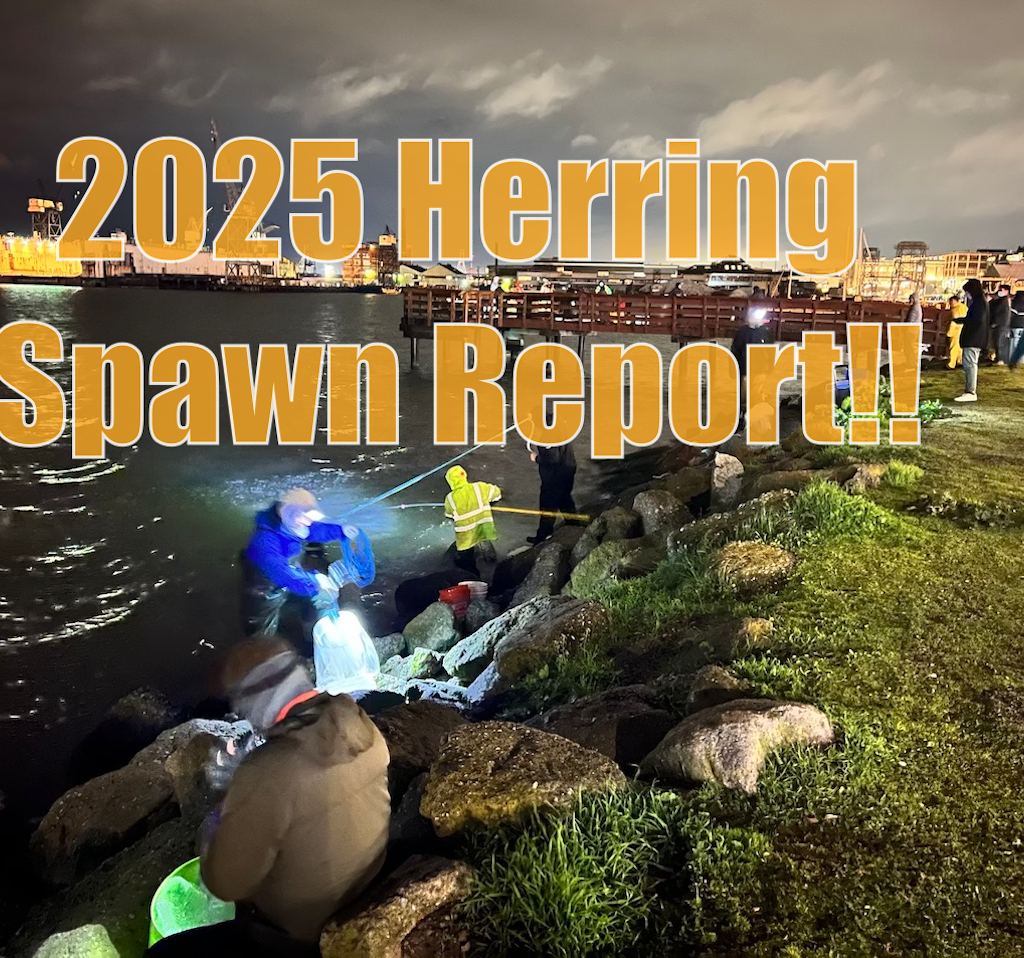 Herring_Spawn