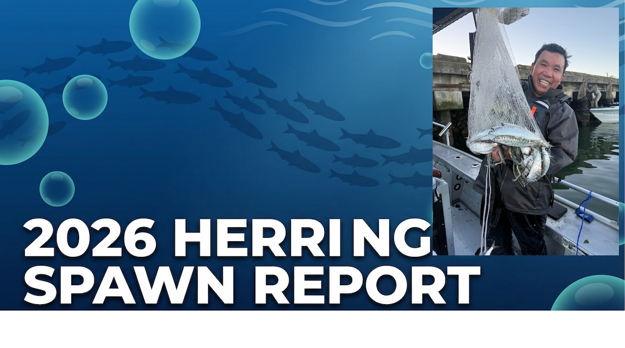 2026 Herring Spawn Report