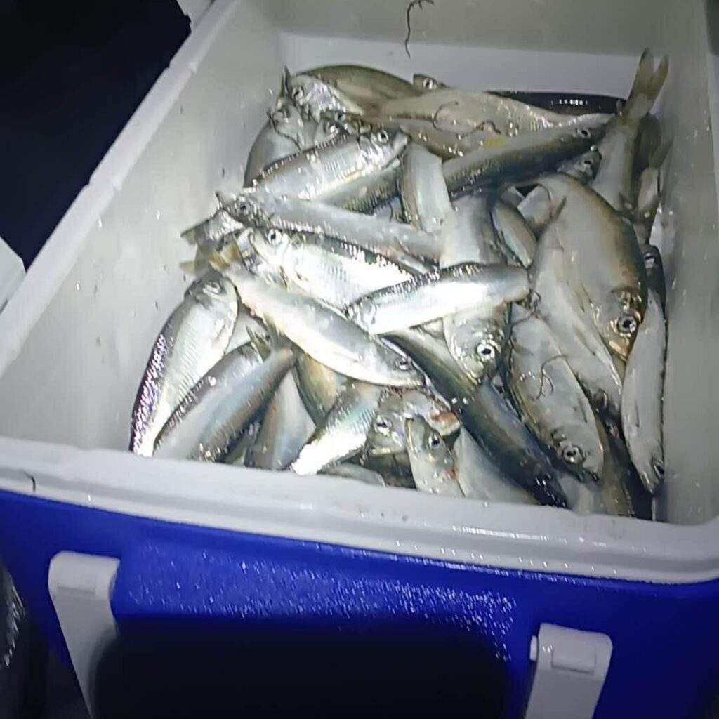 2026 Herring Spawn Report - The Lost Anchovy