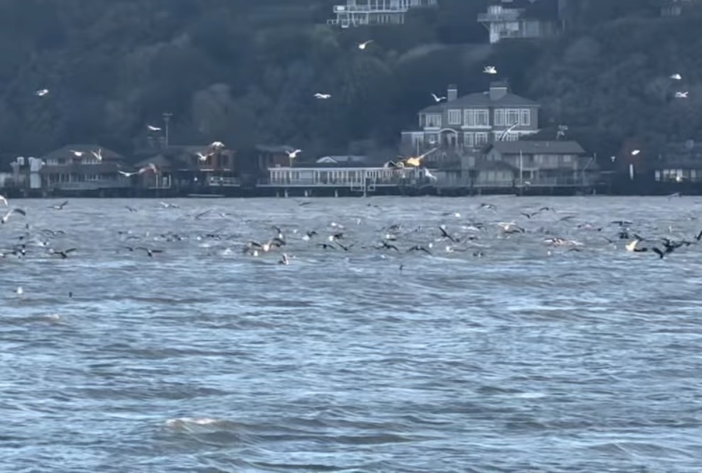 December_HerringSpawn